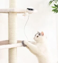 Merkloos Kattenspeelgoed - Katten Speelgoed - Katten Speeltje - Katten Bal - Katten - Kattenhengel - Kitten Speelgoed - Kattenspeeltjes - Elektrische - Muis - Automatische Hengel - Bal - Poes - Katten - Prooi - Kat - Poesjes - Interactief Kattenspeelgoed -Kattenspeelgoed Winkel 1105x1200 4