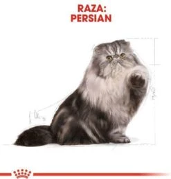 Royal Canin Persian Adult - Kattenvoer - 2 Kg -Kattenspeelgoed Winkel 1149x1200
