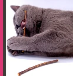 Make Me Purr Matatabi Sticks (10 Stuks) - Silver Vine Kattenkruid Stokjes - Catnip Effect Kauwstokjes - Kattensnack Kattensnoepjes - Kattenspeelgoed Kattenspeeltjes -Kattenspeelgoed Winkel 1152x1200 1