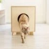 Catandwood Kattenhuis - Kattenbakcontainer - Kattenbak Ombouw - Hout -Kattenspeelgoed Winkel 1200x1153 5