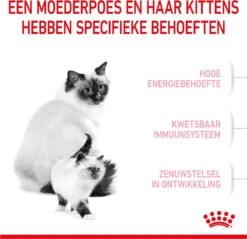 Royal Canin Mother & Babycat - Kattenvoer - 4 Kg -Kattenspeelgoed Winkel 1200x1159 17