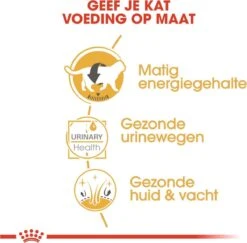 Royal Canin Fbn British Shorthair Adult Pouch - Kattenvoer - 12x85 G -Kattenspeelgoed Winkel 1200x1182 1