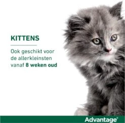Bayer Anti Vlooienmiddel Advantage 80 > 4 Kg - 4 X 0,8 Ml -Kattenspeelgoed Winkel 1200x1183