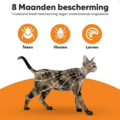 Nafurapets Vlooienband Voor Kat – Anti Vlooien – Teken Band – 100% Natuurlijk – 8 Maanden Bescherming – Grote & Kleine Kat 13 Nafurapets Vlooienband Voor Kat – Anti Vlooien – Teken Band – 100% Natuurlijk – 8 Maanden Bescherming – Grote & Kleine Kat -Kattenspeelgoed Winkel 1200x1200 1