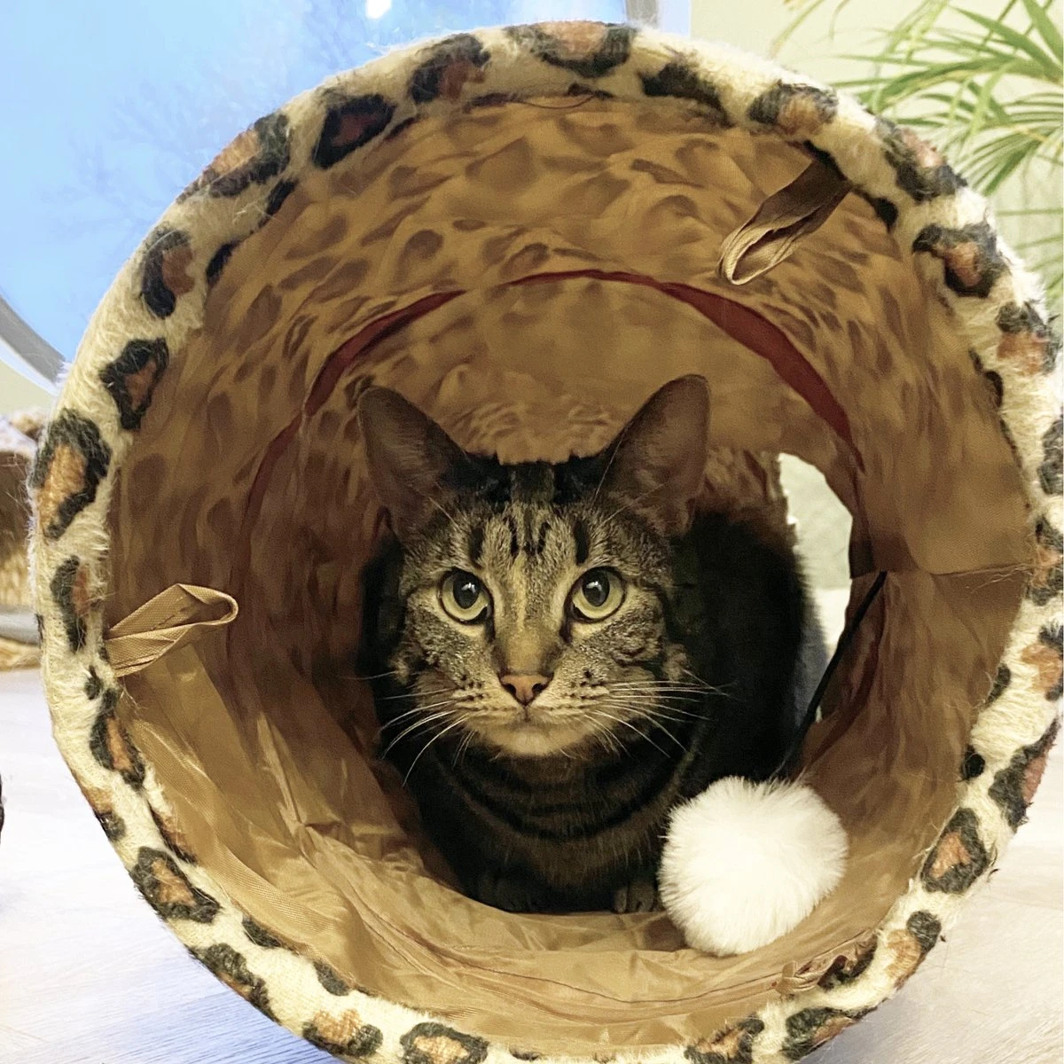 Moowi - Kattentunnel Luipaardprint - 125 Cm - Speeltunnel - Tijgerprint 6 Moowi - Kattentunnel Luipaardprint - 125 Cm - Speeltunnel - Tijgerprint - Afbeelding 4