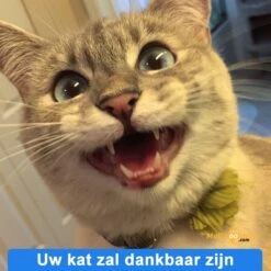 Anti-parasitaire Druppels Tegen Vlooien, Teken, Mijten En Luizen - Voor Katten Vanaf 12 Weken -Kattenspeelgoed Winkel 1200x1200 20