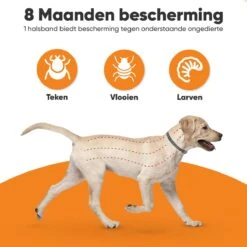 Nafurapets Vlooienband Voor Hond – Anti Vlooien – Teken Band – 100% Natuurlijk – 8 Maanden Bescherming – Grote & Kleine Hond -Kattenspeelgoed Winkel 1200x1200 23