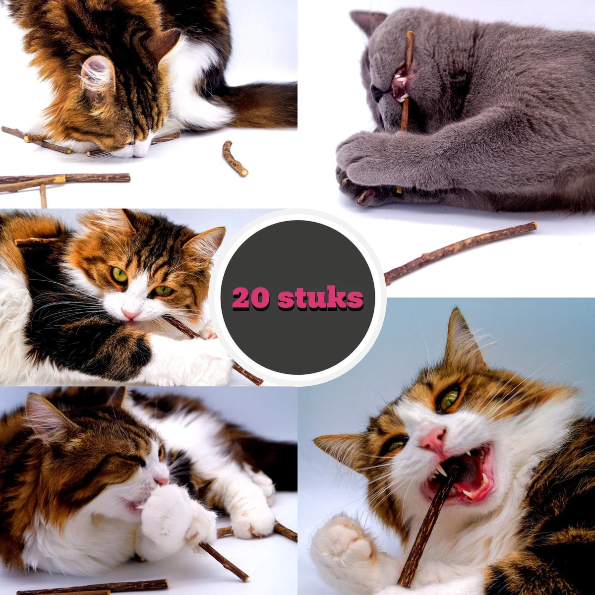 Make Me Purr Matatabi Sticks (20 Stuks) - Silver Vine Kattenkruid Stokjes - Catnip Effect Kauwstokjes - Kattensnack Kattensnoepjes - Kattenspeelgoed Kattenspeeltjes 3 Make Me Purr Matatabi Sticks (20 Stuks) - Silver Vine Kattenkruid Stokjes - Catnip Effect Kauwstokjes - Kattensnack Kattensnoepjes - Kattenspeelgoed Kattenspeeltjes