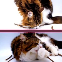 Make Me Purr Matatabi Sticks (20 Stuks) - Silver Vine Kattenkruid Stokjes - Catnip Effect Kauwstokjes - Kattensnack Kattensnoepjes - Kattenspeelgoed Kattenspeeltjes 12 Make Me Purr Matatabi Sticks (20 Stuks) - Silver Vine Kattenkruid Stokjes - Catnip Effect Kauwstokjes - Kattensnack Kattensnoepjes - Kattenspeelgoed Kattenspeeltjes -Kattenspeelgoed Winkel 1200x1200 235