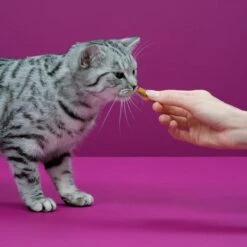 Whiskas Temptations Kattensnacks - Kip En Kaas - 8 X 60 Gr 11 Whiskas Temptations Kattensnacks - Kip En Kaas - 8 X 60 Gr -Kattenspeelgoed Winkel 1200x1200 259