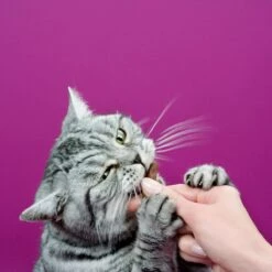 Whiskas Sticks Kattensnack - Kip - 14 X 6 Stuks -Kattenspeelgoed Winkel 1200x1200 261