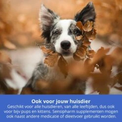 Sensipharm Urologist Aid Voor Kat, Hondje, Cavia, Konijn - Bij Blaasontsteking, Blaasgruis, Struviet, Oxalaat & Nierstenen - 90 Tabletten à 250 Mg 10 Sensipharm Urologist Aid Voor Kat, Hondje, Cavia, Konijn - Bij Blaasontsteking, Blaasgruis, Struviet, Oxalaat & Nierstenen - 90 Tabletten à 250 Mg -Kattenspeelgoed Winkel 1200x1200 28