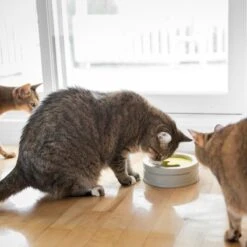 BeOneBreed Intellikatt - Slowfeeder Voor Katten - Voerpuzzel Aanbevolen Door Dierenartsen En Kattengedragsdeskundigen -Kattenspeelgoed Winkel 1200x1200 302