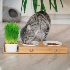 Pfotenolymp® Voederstation Met Kattengras Voor Katten - Porseleinen Kattenbak/Voedingsbak - Verhoogde Kom Set Met Kattengrasbak - Voerbak Hoog -Kattenspeelgoed Winkel 1200x1200 421