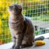 Kattennet Premium - 8 X 3M - Katten Net Voor Balkon - Transparant - Balkon Net - Makkelijk Te Monteren - Kattengaas - Gaas -Kattenspeelgoed Winkel 1200x1200 547