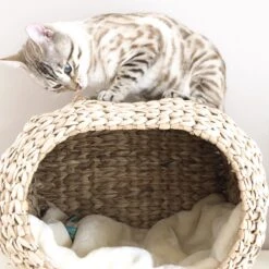 Ebi Radiator Sunrise Kattenmand - Incl. Kussen - Beige - 45 X 30 X 30 Cm -Kattenspeelgoed Winkel 1200x1200 687