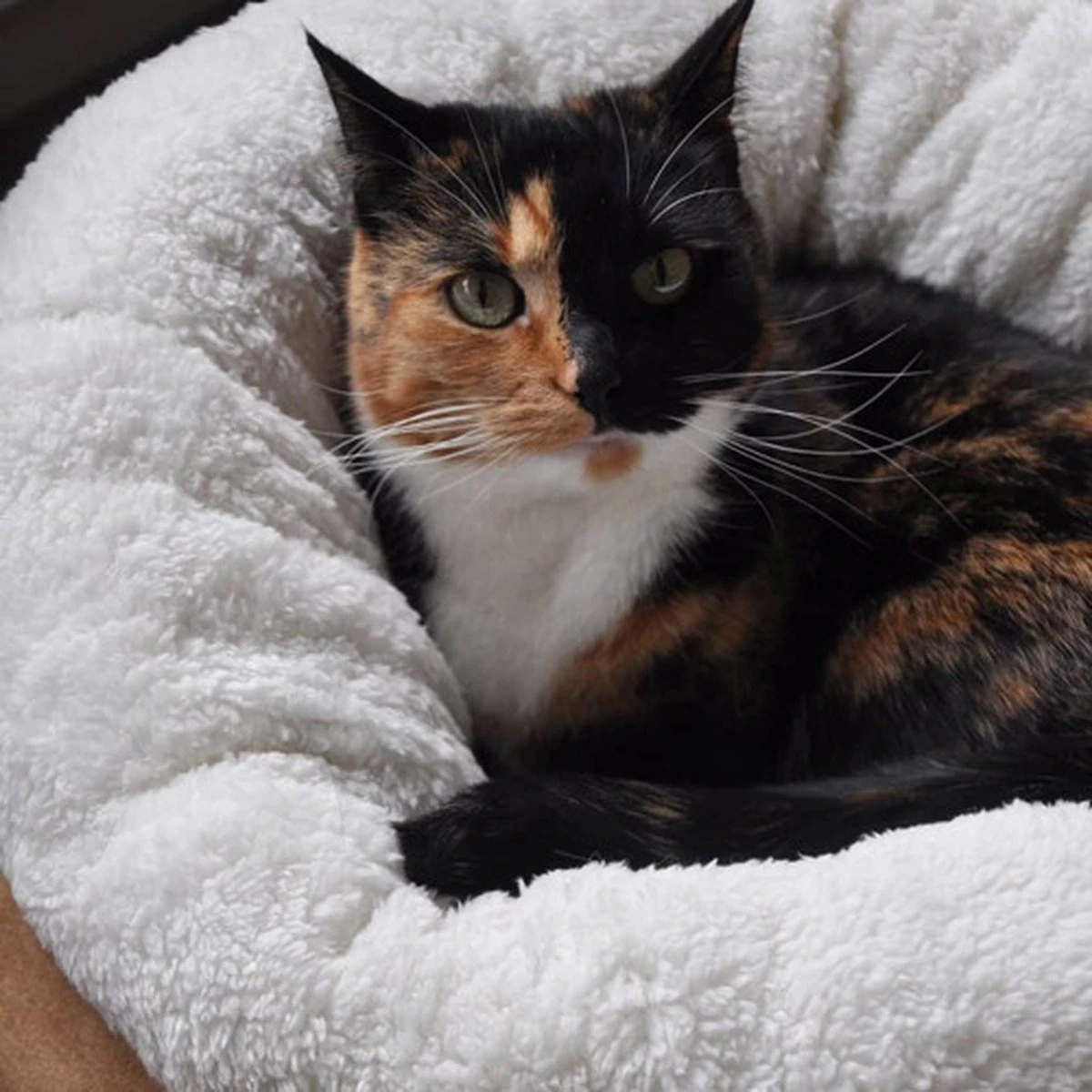 All For Paws Donut Bed – Kattenmand – Biedt Warmte En Comfort Voor Katten Of Kleine Honden – Ø 45cm – Beige – Wasbaar Met De Hand 6 All For Paws Donut Bed – Kattenmand – Biedt Warmte En Comfort Voor Katten Of Kleine Honden – Ø 45cm – Beige – Wasbaar Met De Hand - Afbeelding 4