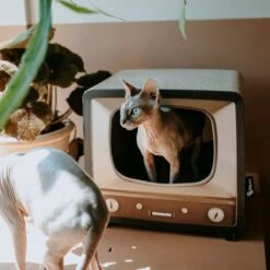District 70 TELLY - Retro TV Krabmeubel - Instagrammable Kartonnen TV Voor Katten - 39 X 27 X 37 Cm -Kattenspeelgoed Winkel 1200x1200 798