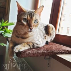 PRETTY KITTY Cat Window Bed 32x41cm: Knuffelig Kattenbed Voor De Vensterbank, Premium Kattenbed Fluffy Voor Het Raam, Vensterbank Kat - Wasbaar, Vensterbank Kat -Kattenspeelgoed Winkel 1200x1200 833