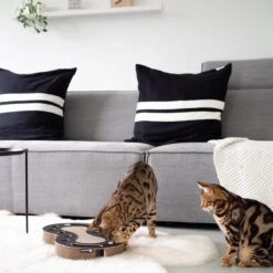 Interactief Design Krabspeelgoed Voor Katten Van Duurzaam Karton - District 70 SNAKE - Zwart -Kattenspeelgoed Winkel 1200x1200 894