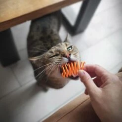 Pettadore Springs - Kattenveertjes - Kattenspeelgoed - Kattenspeeltjes - 9 Stuks -Kattenspeelgoed Winkel 1200x1200 937