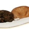 COSY AND DOZY Cat Shelf Deluxe WIT – Hangmat Kat – Maple Hout - 90 X 41 Cm - Kattenplank - Katten Muur -Kattenspeelgoed Winkel 1200x417 2
