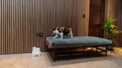 Cat Mate - Waterfontein Kat - Kattenfontein - Drinkfontein Kat - Fluisterstil - Poezen Fontein - Dieren Drinkbakken - Honden Fontein - 2 L -Kattenspeelgoed Winkel 1200x675 6