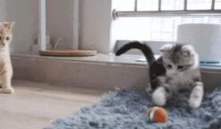 Cheerble Mini Ball 2.0 - Slimme Interactieve Zelf Rollende Bal Voor Katten - 3 Speelmodi - Kattenspeeltjes - USB Oplaadbaar - Rood -Kattenspeelgoed Winkel 1200x701 2