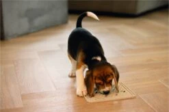 Beeztees Puppy Likmat Diza - Hondenspeelgoed - Rubber - Grijs - 20x20 Cm -Kattenspeelgoed Winkel 1200x799 7