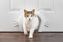 PetSafe Staywell® Cat Corridor - Kattendoorgang Voor Binnenshuis - Overschilderbaar Design - Voor Katten Tot 9 Kg - Staywell Cat Corridor -Kattenspeelgoed Winkel 1200x800 24