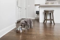 PetSafe® Seaside Stainless Steel Pet Fountain - RVS Drinkfontein Voor Katten En Kleine Honden - Water Borrelt Zacht Over De Toren - Door Het Design Van Alle Kanten Bereikbaar - 1,8 Liter - PetSafe Seaside -Kattenspeelgoed Winkel 1200x800 8