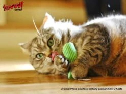 Yeowww! Stinkies Sardientje - Rood Met Sterren - 7.5 Cm - Catnip Kattenkruid ( Kattenspeeltjes ) -Kattenspeelgoed Winkel 1200x899 5