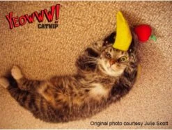 Yeowww! Chicata Banana - Speeltje Voor Katten Met Kattenkruid - De Meest Krachtige Catnip Ter Wereld – Onweerstaanbaar – Katoen – 17.7 Cm - Geel -Kattenspeelgoed Winkel 1200x907 4