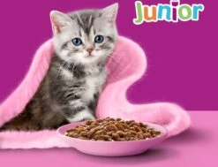 Whiskas Junior Natvoer - Classic - Selectie In Saus - Maaltijdzakjes 48 X 85 G -Kattenspeelgoed Winkel 1200x918