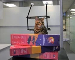 Cas & Lux Relaxerende Hangmat Voor Katten - Inclusief 2 Niveau's Met Sterke 30kg Draagkracht - Kattenhangmat - Kattenhangmat Raam – Kattenmand - Kattenhuis - Kattenkussen - Hangmat Kat - Kattenbed -Kattenspeelgoed Winkel 1200x959 3