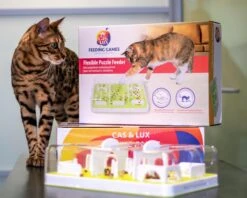 Cas & Lux Modulaire Puzzel Voederbak Voor Katten - Anti Schrokbak Kat - Inclusief 3 Verschillende Standen - Stijlvol Design - Voerpuzzel Kat - Slowfeeder - Kattenspeeltjes - Puzzel Kat - Anti Schrok 9 Cas & Lux Modulaire Puzzel Voederbak Voor Katten - Anti Schrokbak Kat - Inclusief 3 Verschillende Standen - Stijlvol Design - Voerpuzzel Kat - Slowfeeder - Kattenspeeltjes - Puzzel Kat - Anti Schrok -Kattenspeelgoed Winkel 1200x960 2