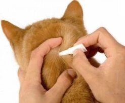 Beaphar Fiprotec Kat - Vlooienbestrijding - >1 Kg - 4 Pipetten -Kattenspeelgoed Winkel 1200x987 1