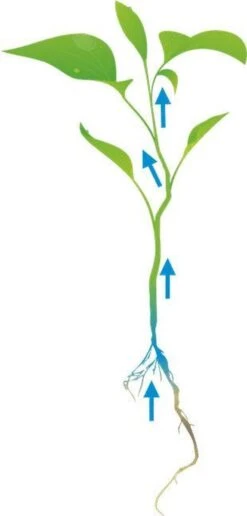 Cat's Best Oko Plus Korrels - Kattenbakvulling - 40 L -Kattenspeelgoed Winkel 574x1200 3