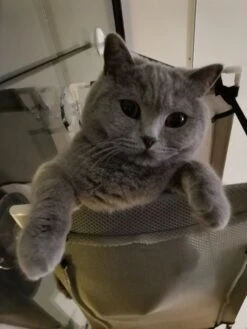 Cas & Lux Relaxerende Hangmat Voor Katten - Inclusief 2 Niveau's Met Sterke 30kg Draagkracht - Kattenhangmat - Kattenhangmat Raam – Kattenmand - Kattenhuis - Kattenkussen - Hangmat Kat - Kattenbed -Kattenspeelgoed Winkel 900x1200 23