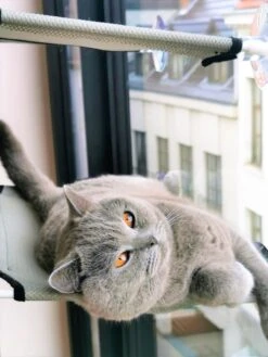 Cas & Lux Relaxerende Hangmat Voor Katten - Inclusief 2 Niveau's Met Sterke 30kg Draagkracht - Kattenhangmat - Kattenhangmat Raam – Kattenmand - Kattenhuis - Kattenkussen - Hangmat Kat - Kattenbed -Kattenspeelgoed Winkel 900x1200 24