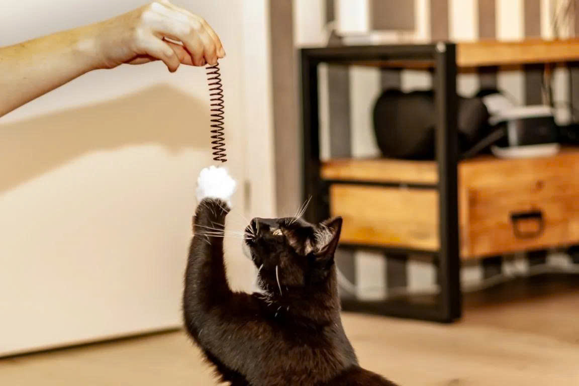 Kattenspeelgoed Winkel -Kattenspeelgoed Winkel z6869387620638 443e83a709d7b7dc2ca98908f563e1f7