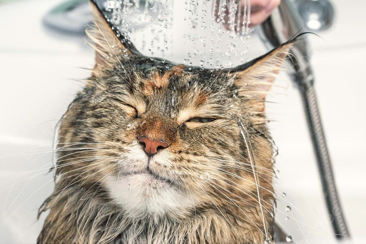 Kattenspeelgoed Winkel -Kattenspeelgoed Winkel z6869423542218 6c7607c9c27417bcf9df6e0ad0d68528